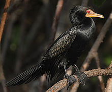 Ecologisch Management Systeem | Reed Cormorant